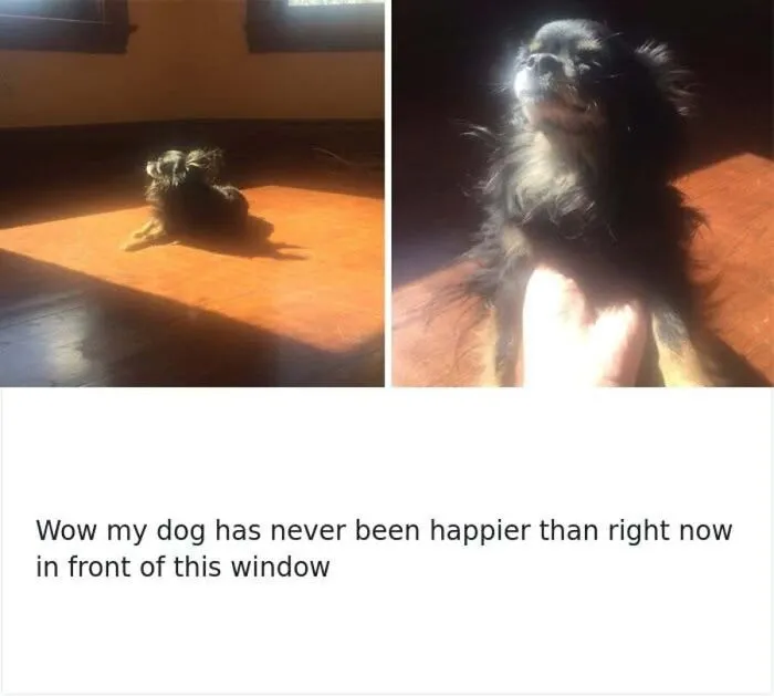A fluffy small dog basking happily in a patch of bright sunlight by a window, part of hilarious dog memes.