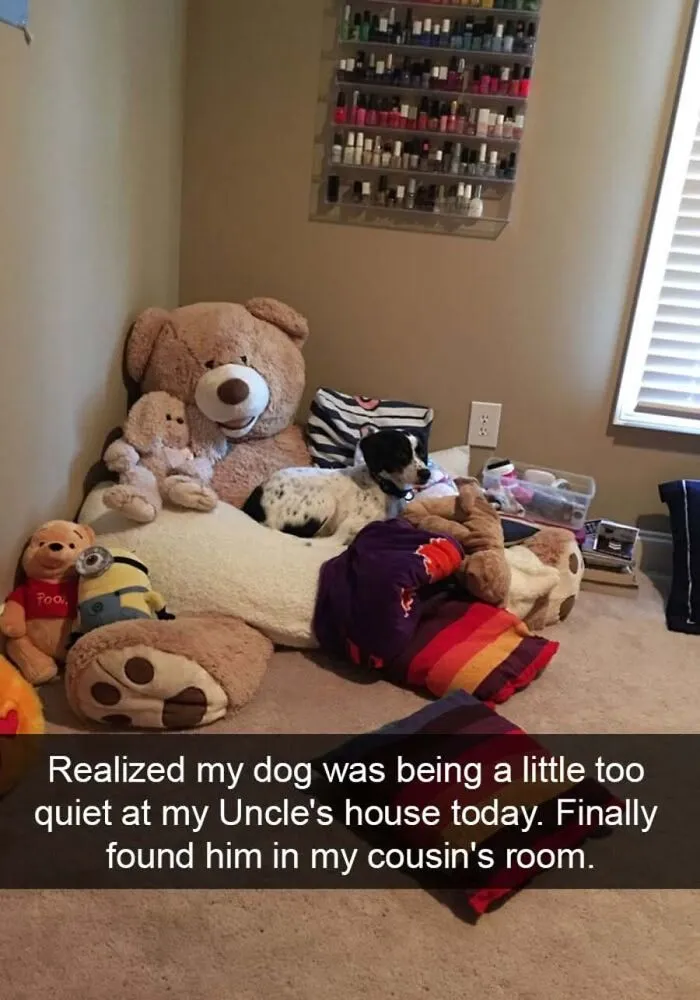 A small dog relaxing amidst plush stuffed animals in a cozy room, featured in heartwarming dog memes.