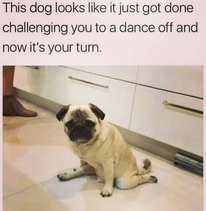 A pug sitting in a funny pose on the floor, perfectly captured for hilarious dog memes.