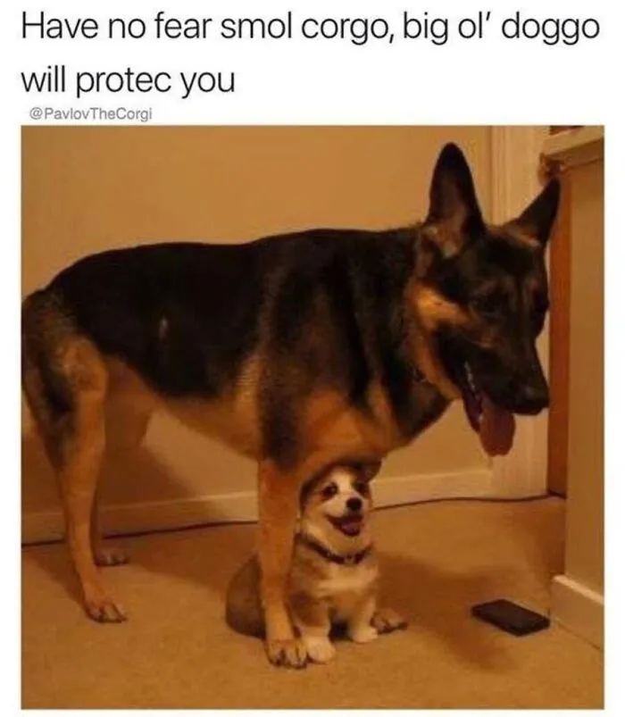 A big German Shepherd standing protectively over a small Corgi puppy, exemplifying heartwarming dog memes.