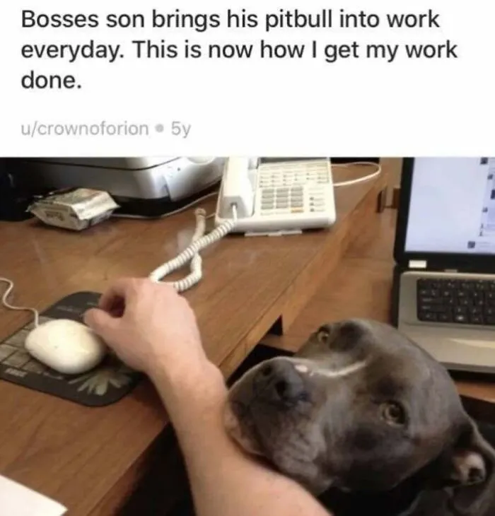 A cute pitbull resting its chin on a person's arm while using a computer mouse in a dog meme