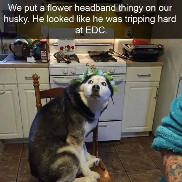 A funny dog meme with a wide-eyed husky wearing a floral headband
