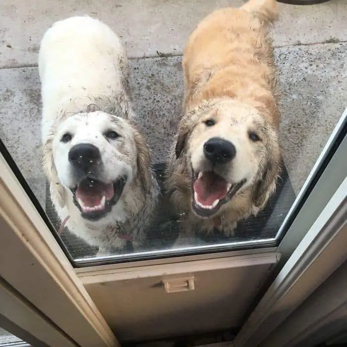 Two muddy golden retrievers smiling at the glass door in hilarious dog memes.
