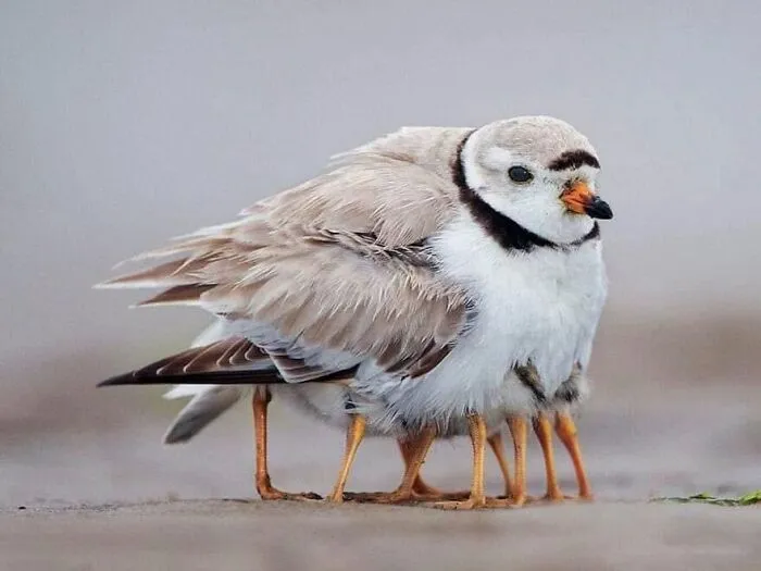 A mother bird sheltering her chicks creating a confusing photo with multiple legs sticking out.