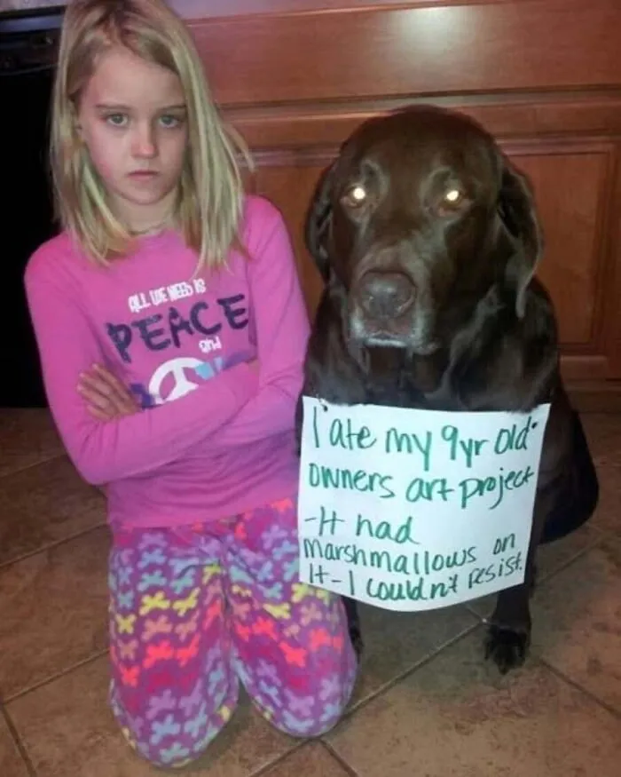A chocolate lab shamed with a handwritten sign in a hilarious dog meme