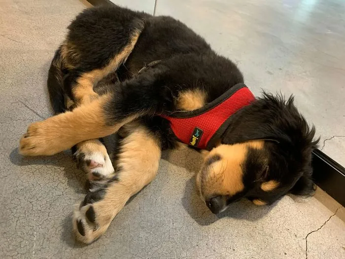 A black and tan dog as one of the sleeping puppies rests curled up on a smooth floor.