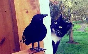 43 Hilarious Cat Memes Shared By This Page For Anyone Who Can't Get Enough Of These Troublemakers