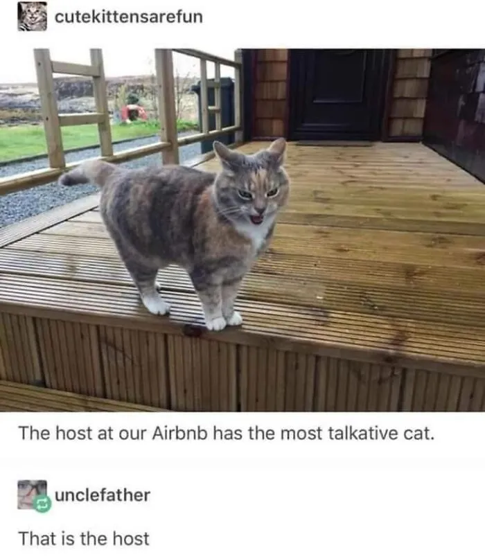 Cat memes showing a vocal calico cat standing on a wooden porch