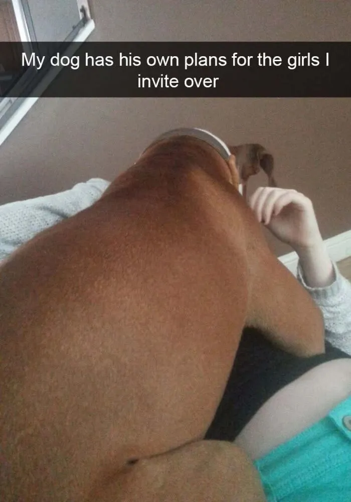 Large brown dog lying directly on top of a visitor, creating a funny scenario for dog memes fans.