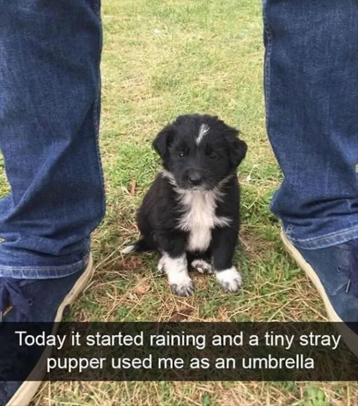 Tiny black and white puppy sitting between a person's legs, showcasing heartwarming dog memes.