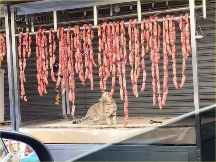 A sneaky cat reaching up to take a bite from hanging sausages in one of many funny cat pics.