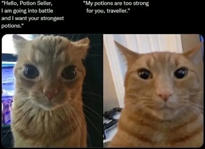 Funny cat memes showing two ginger cats talking about potions