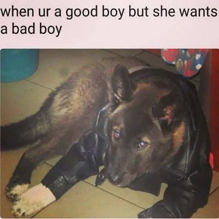A funny dog meme showing a dog wearing a cool black leather jacket