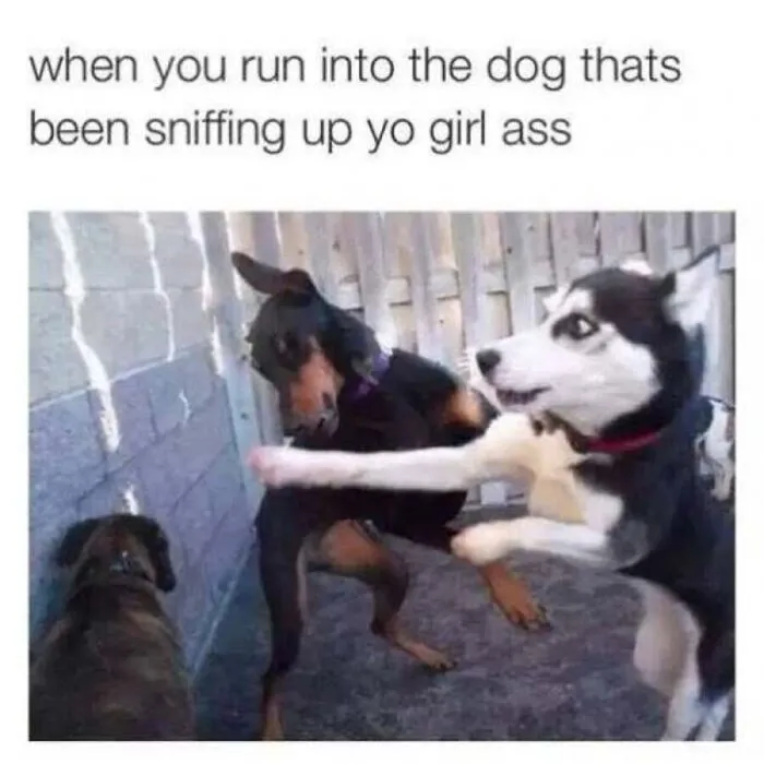 A funny dog meme featuring a husky slapping another dog outdoors