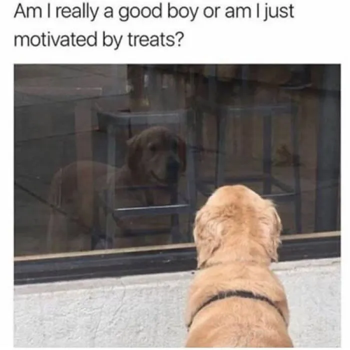 A golden retriever puppy looking in the mirror in hilarious dog memes about good boys.