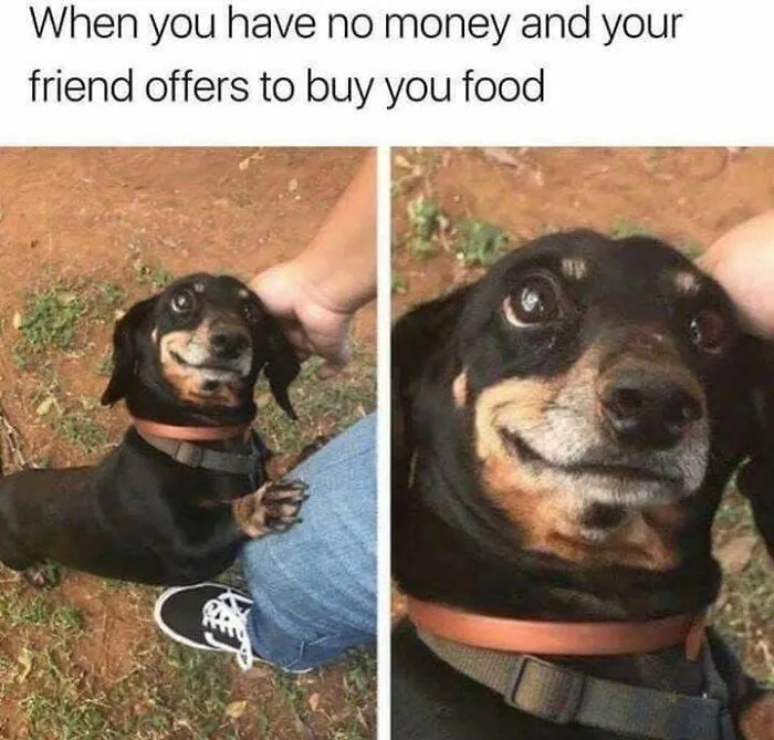 A smiling dachshund in one of many hilarious dog memes about a friend buying food.
