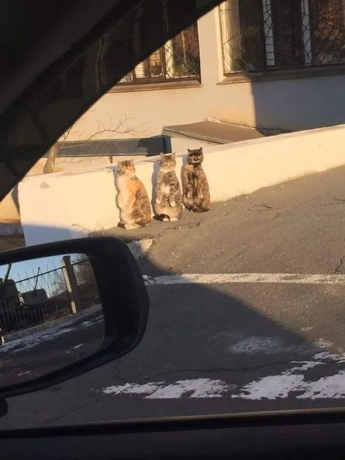 Three cats standing upright on their hind legs like meerkats in one of many funny cat pics.