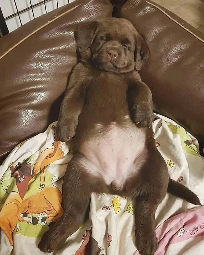 A funny brown puppy sleeping on its back on a bed with its belly exposed