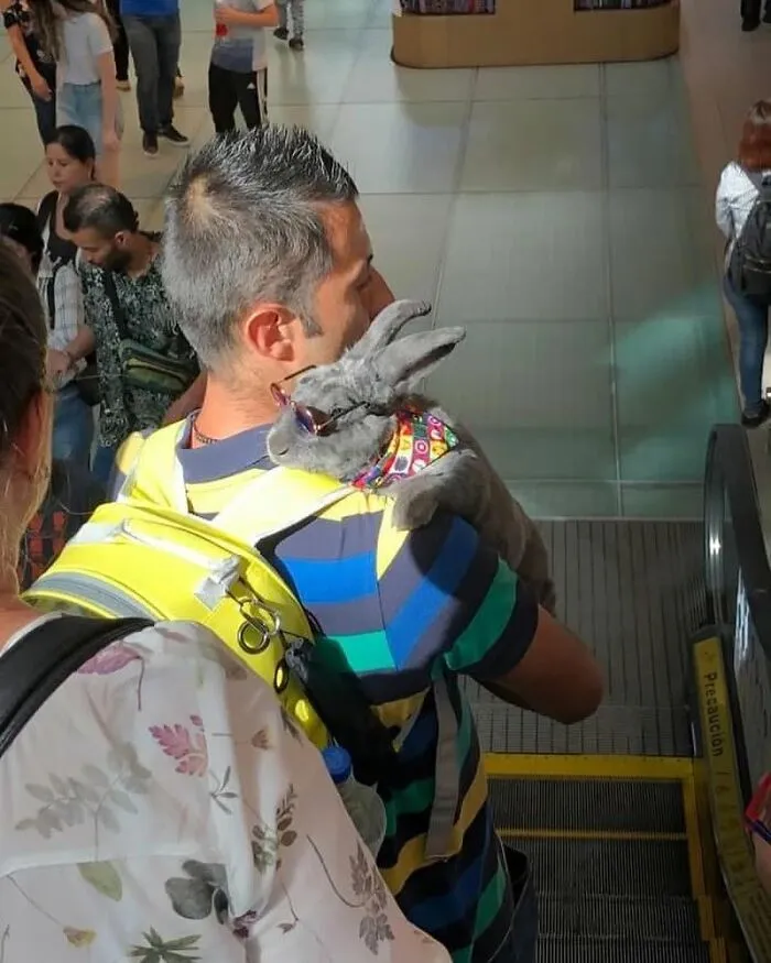 Funny animals: Cool grey rabbit wearing sunglasses and a colorful collar on a man's shoulder.