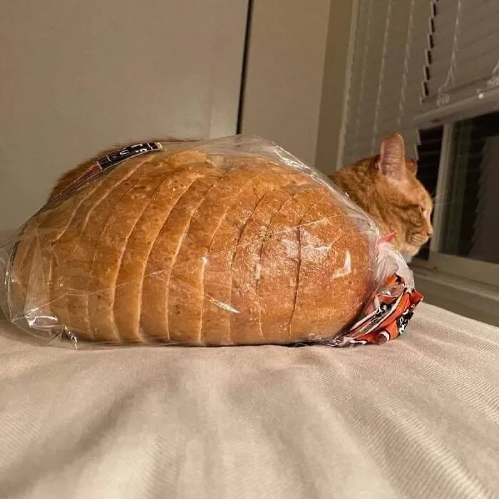 An orange tabby cat lying behind a loaf of sliced bread creating an optical illusion in funny cat pics.