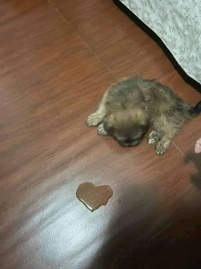 Funny animals: Little puppy looks at a puddle of spilled coffee shaped like a heart.