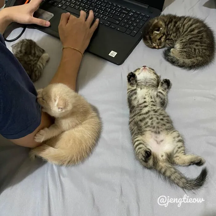 Funny animals, four adorable kittens sleeping peacefully on a bed near a person working on a laptop