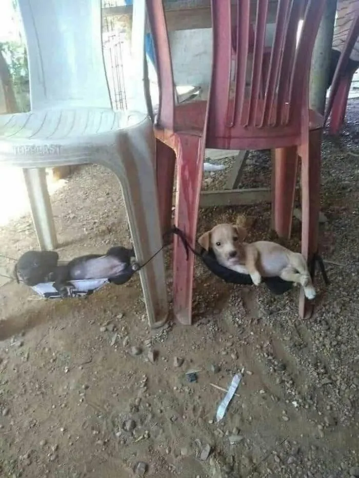 Funny animals, two small puppies resting comfortably in improvised tiny hammocks under plastic chairs