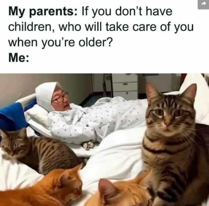 A person resting in a hospital bed surrounded by four supportive cats, featured in funny memes.