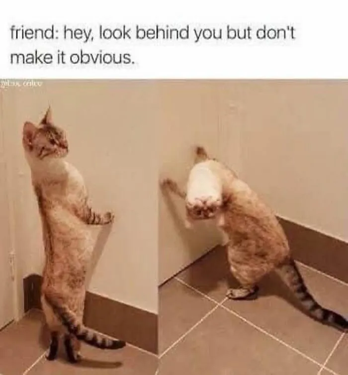Funny memes of a cat standing up and turning its head upside down awkwardly to look behind.