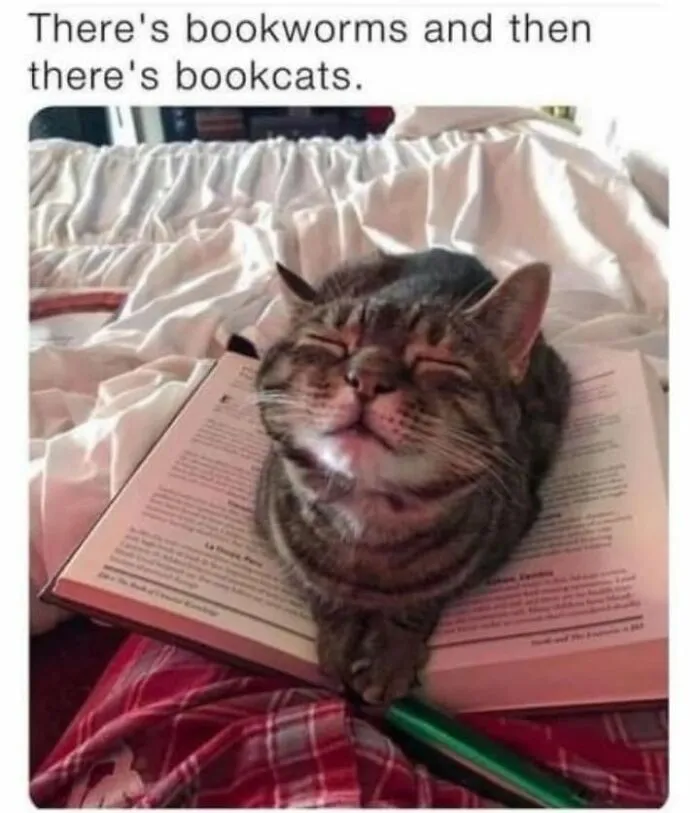 Happy tabby cat lying on an open book in a bed, illustrating funny memes about bookcats.