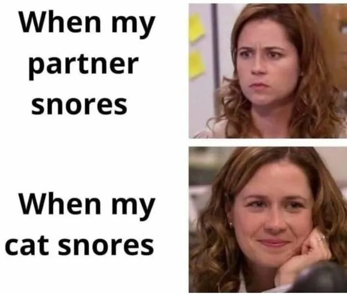 Funny memes comparison of Pam from The Office annoyed by partner snoring versus happy when cat snores.