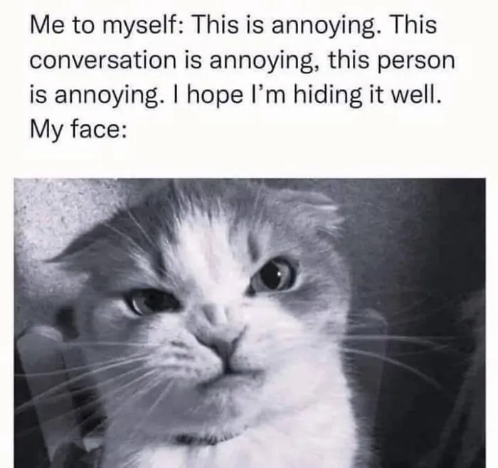 Funny memes with a black and white cat making an annoyed face.