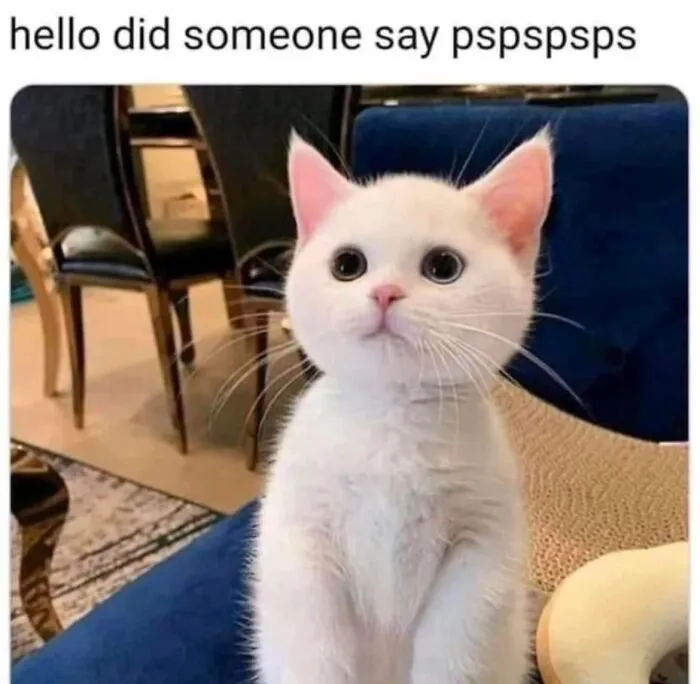 Cute white kitten standing up attentive to pspsps in funny memes about cat behavior.