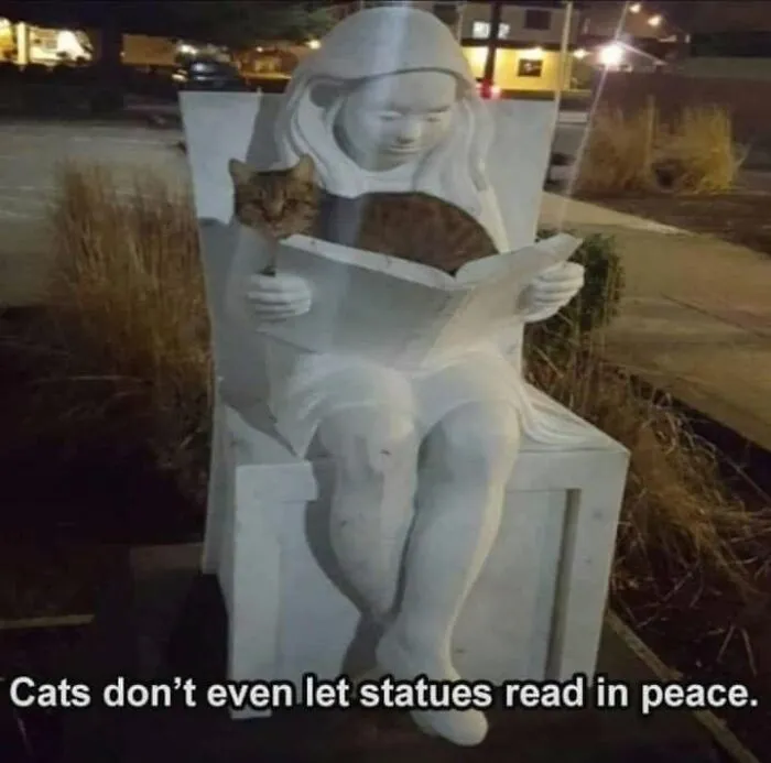Tabby cat sitting on a statue lap in relatable funny memes for cat owners.
