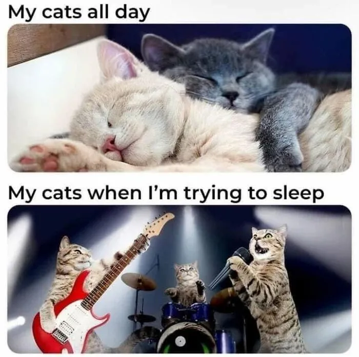 Funny memes showing cats sleeping all day versus playing rock music at night.