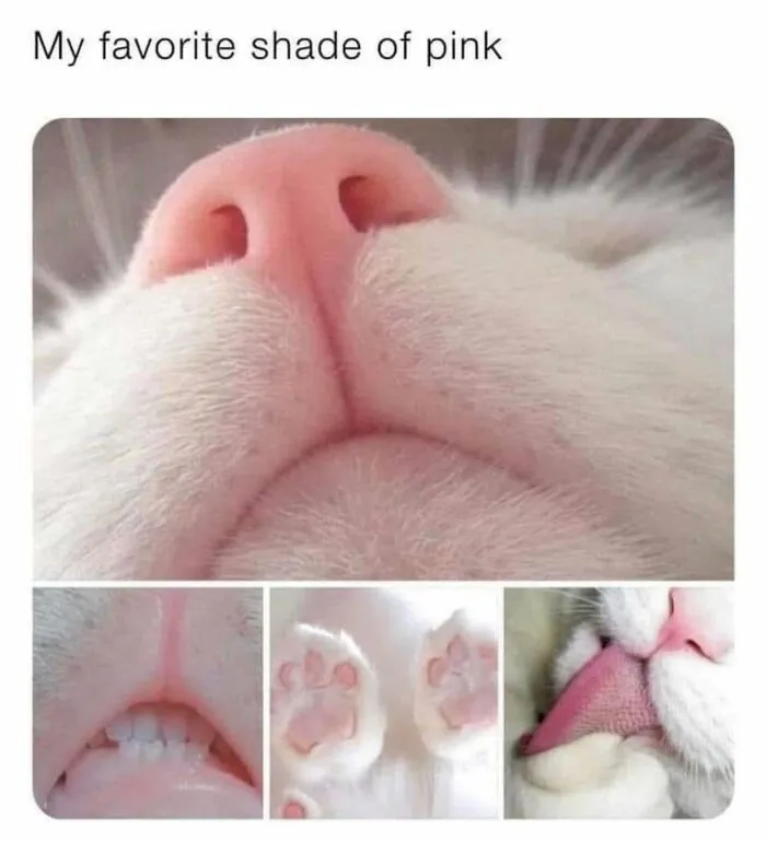 Funny memes showcasing close-ups of a white cat's pink nose, tongue, and paw pads.
