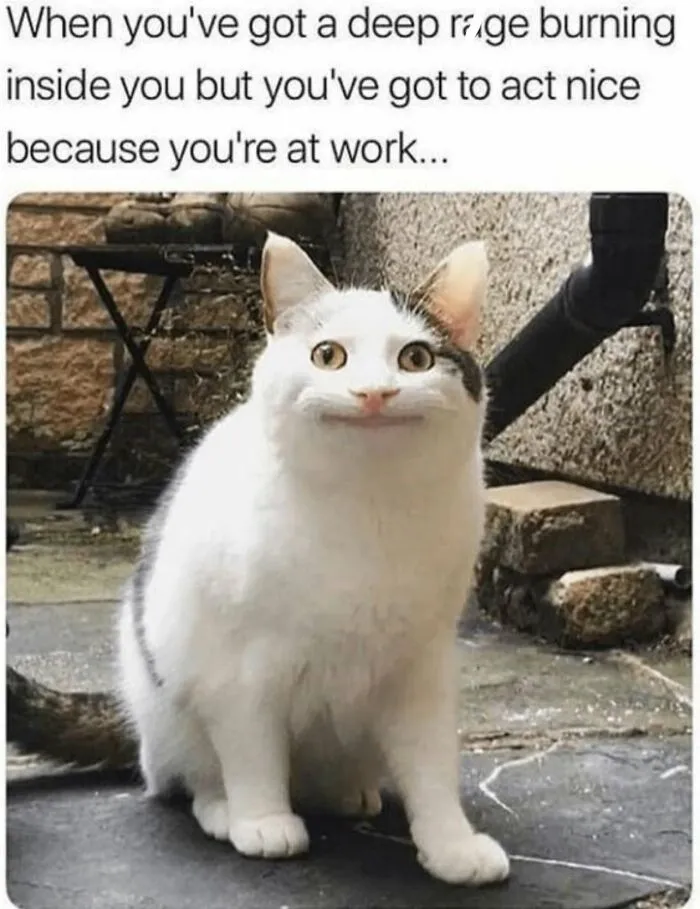 Funny cat memes image of a white and grey cat sitting outside making a forced polite smile.