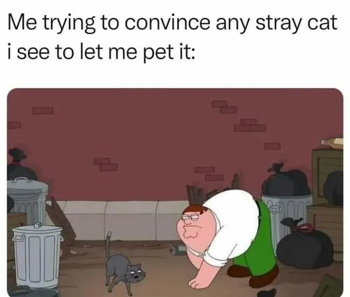 Funny memes featuring Peter Griffin bending down in an alleyway to pet a small black cat.