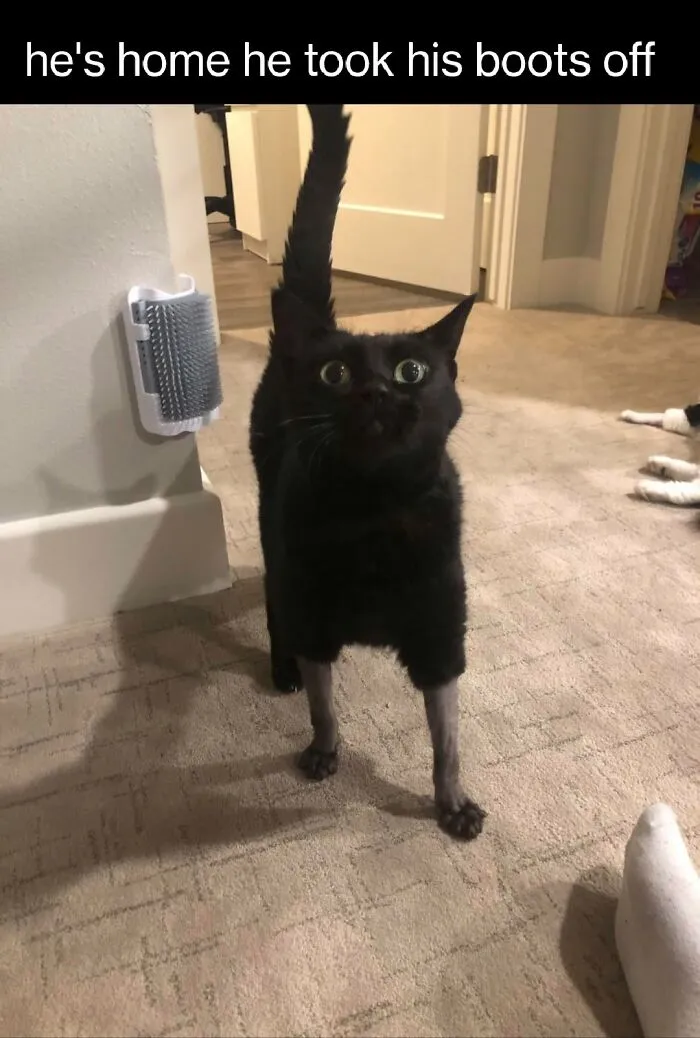 Funny cat memes image of a black cat with shaved lower legs standing indoors and looking directly forward.