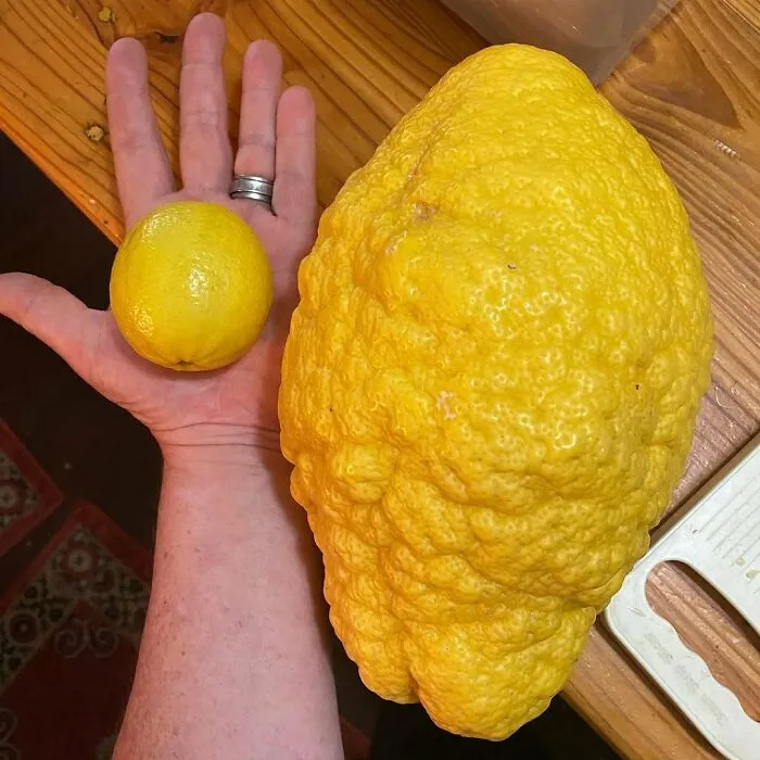 An interesting comparison of a giant lemon next to a regular one in a hand
