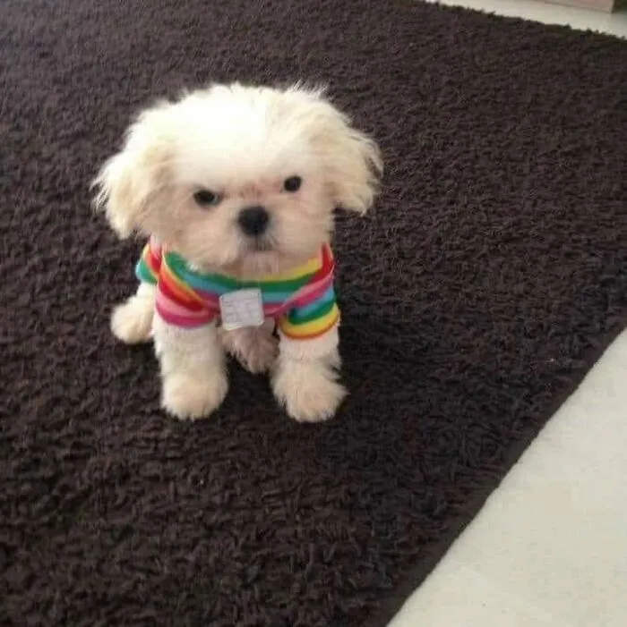 A tiny white puppy wearing a rainbow shirt looking angry, showing funny animals