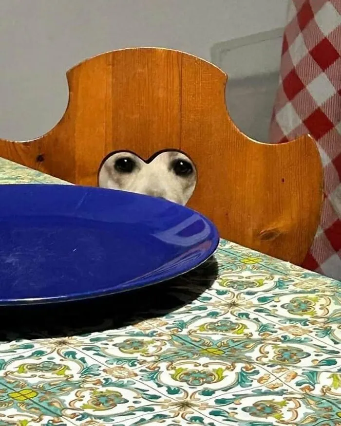 A dog looking through the heart cut out of a wooden chair, showing funny animals