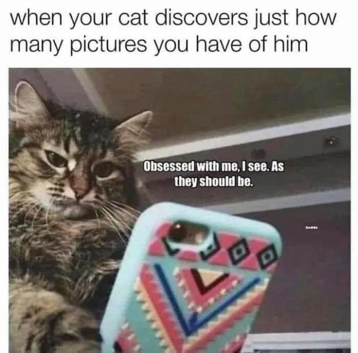Funny cat memes showing a fluff tabby cat looking down at a smartphone screen with smug expression.