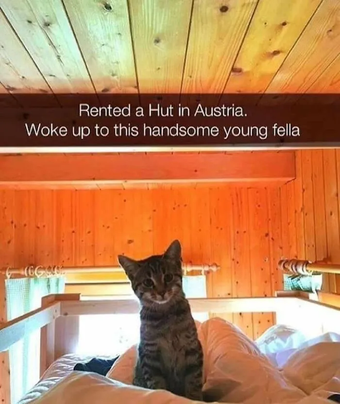 Adorable cat meme featuring a tabby sitting on a wooden bunk bed