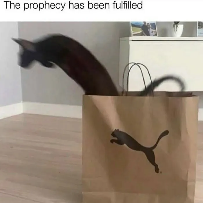 Cat meme showing a black cat leaping out of a Puma paper bag