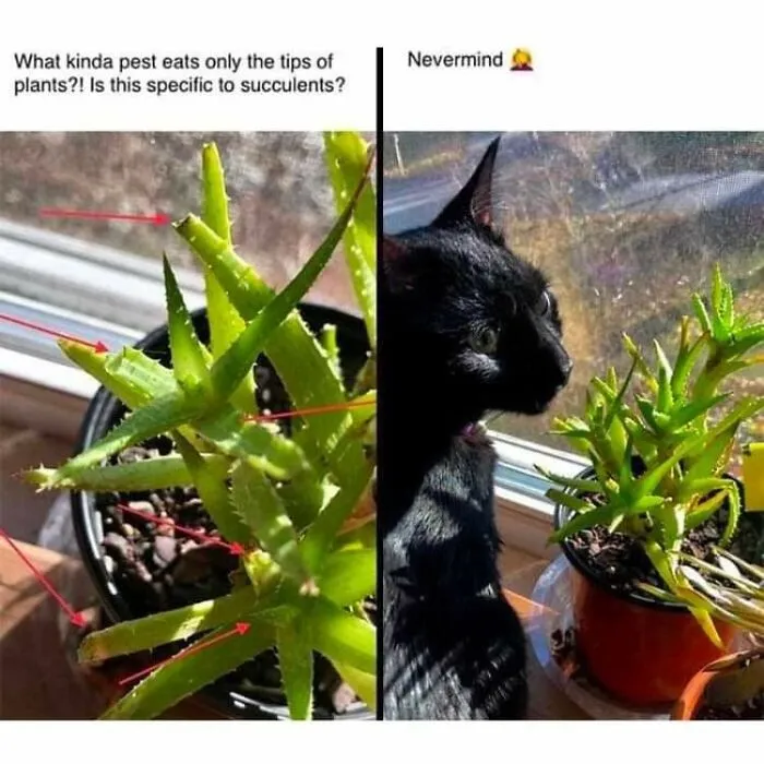 Funny cat meme about a black cat secretly eating plant tips