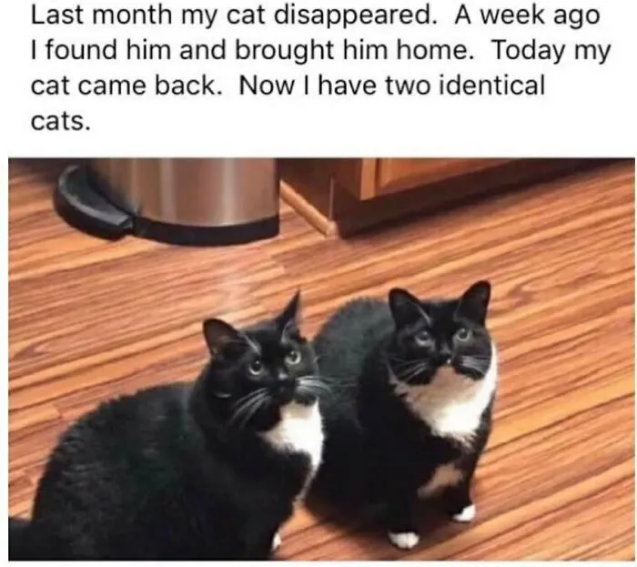 Funny cat memes showcasing two identical black and white tuxedo cats sitting side by side on a wooden floor.