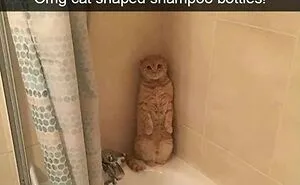 43 Hilarious Cat Memes Shared By This Page For Anyone Who Can't Get Enough Of These Troublemakers