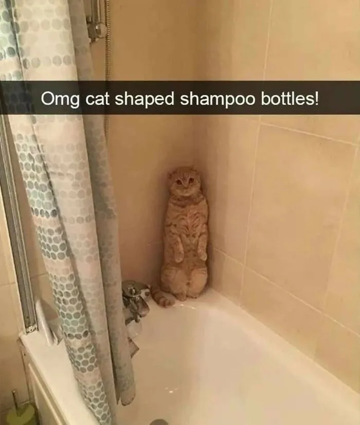 Humorous cat memes showing an orange tabby cat standing upright in the corner of a bathtub like a bottle.