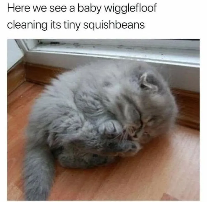 A fluffy grey kitten curled up on a wooden floor in one of the funniest cat memes.